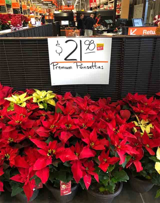 Premium Poinsettias at the Home Depot