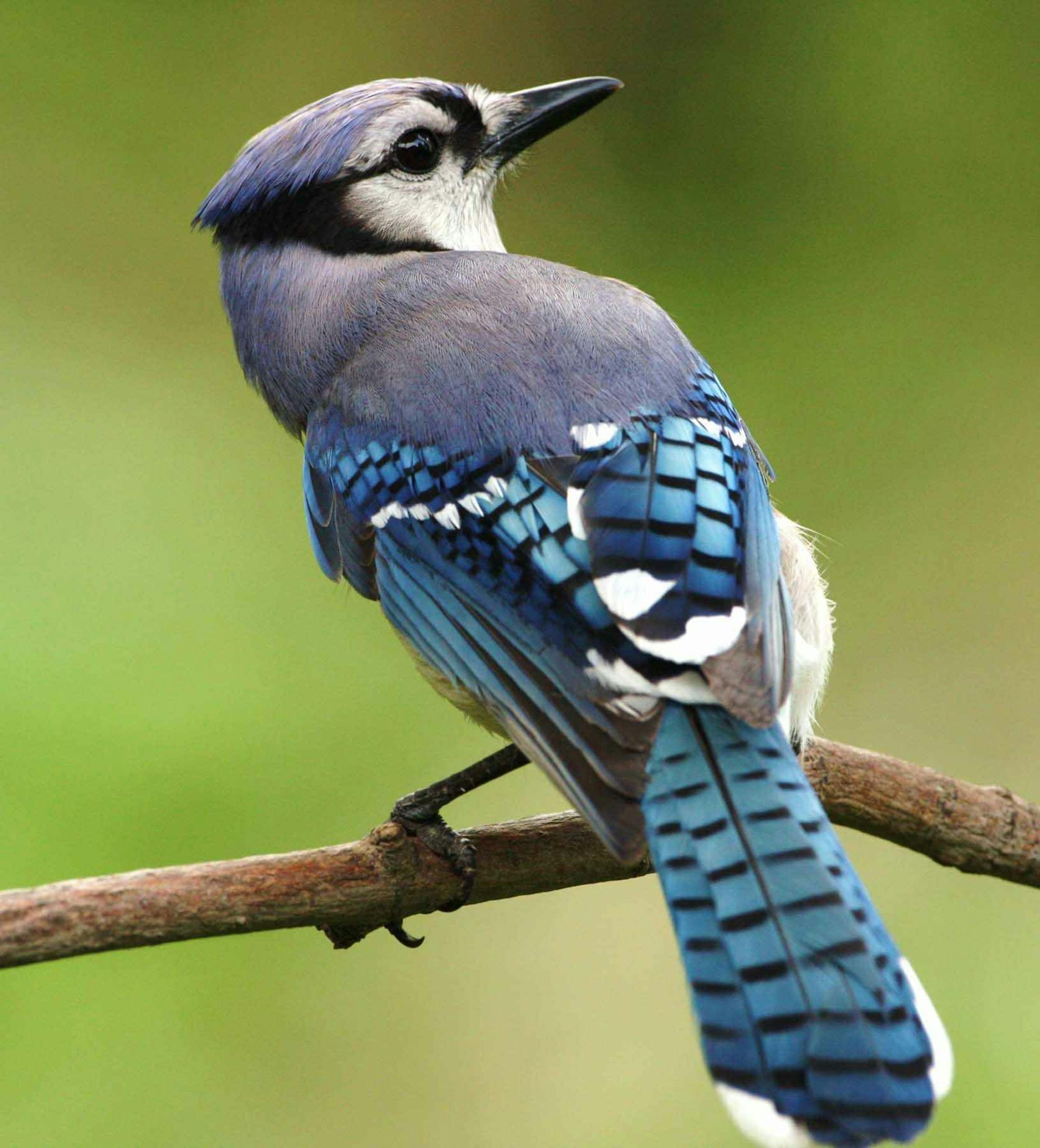 A detailed view of a Blue Jay perched on a branch, showcasing vibrant plumage.