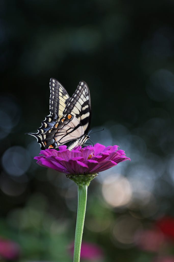 A striking butterfly perches delicately on a vibrant purple flower, showcasing nature's elegance.