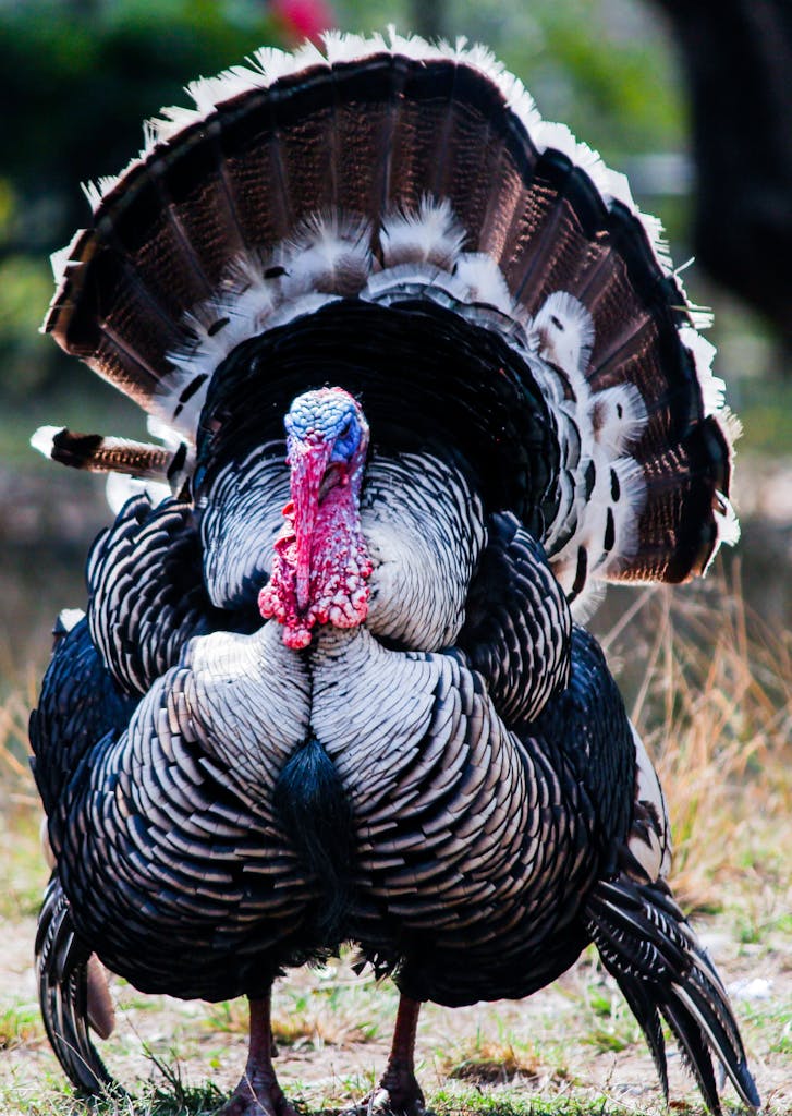 Close-up of a wild turkey in the outdoors showcasing its vibrant feathers and colorful head.