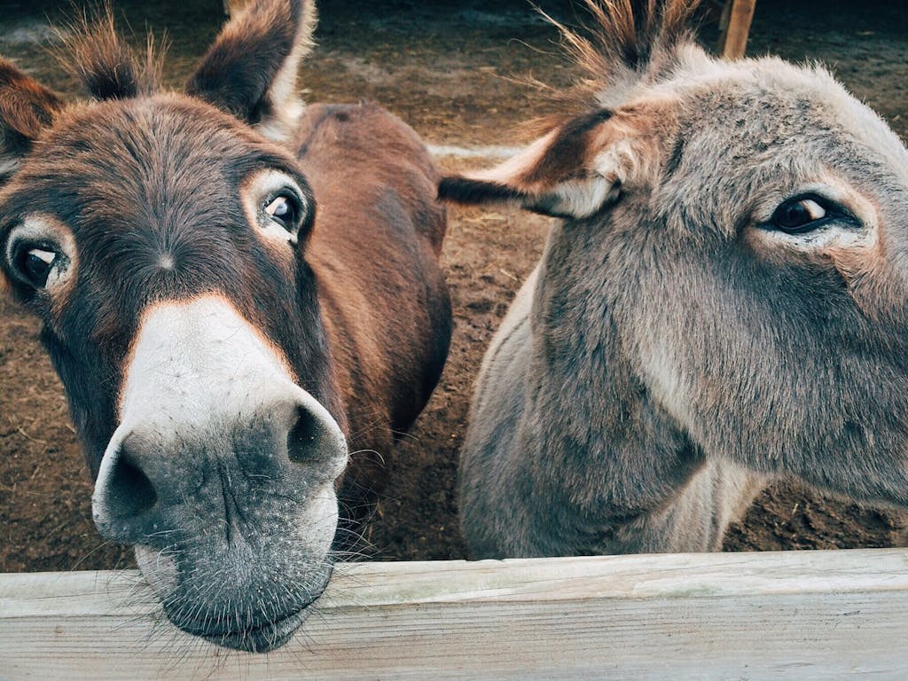 Close-up of two cute donkeys on a farm, showcasing curious expressions.