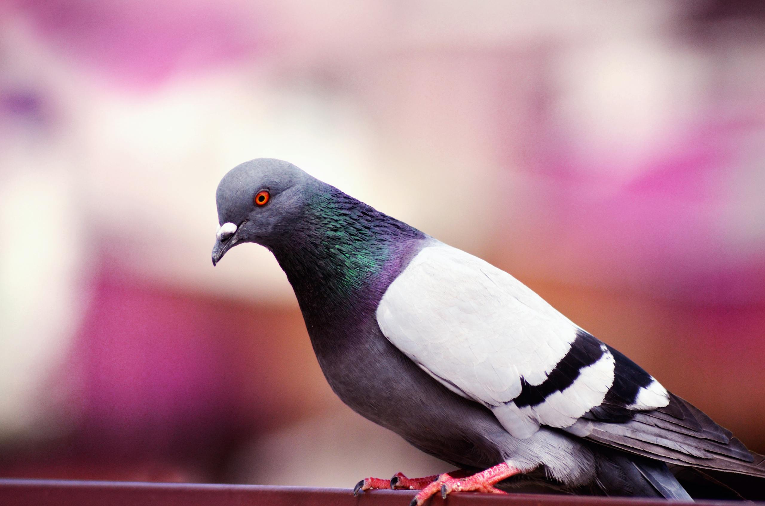 Detailed close-up of a rock pigeon with vibrant plumage against a colorful blurred background.