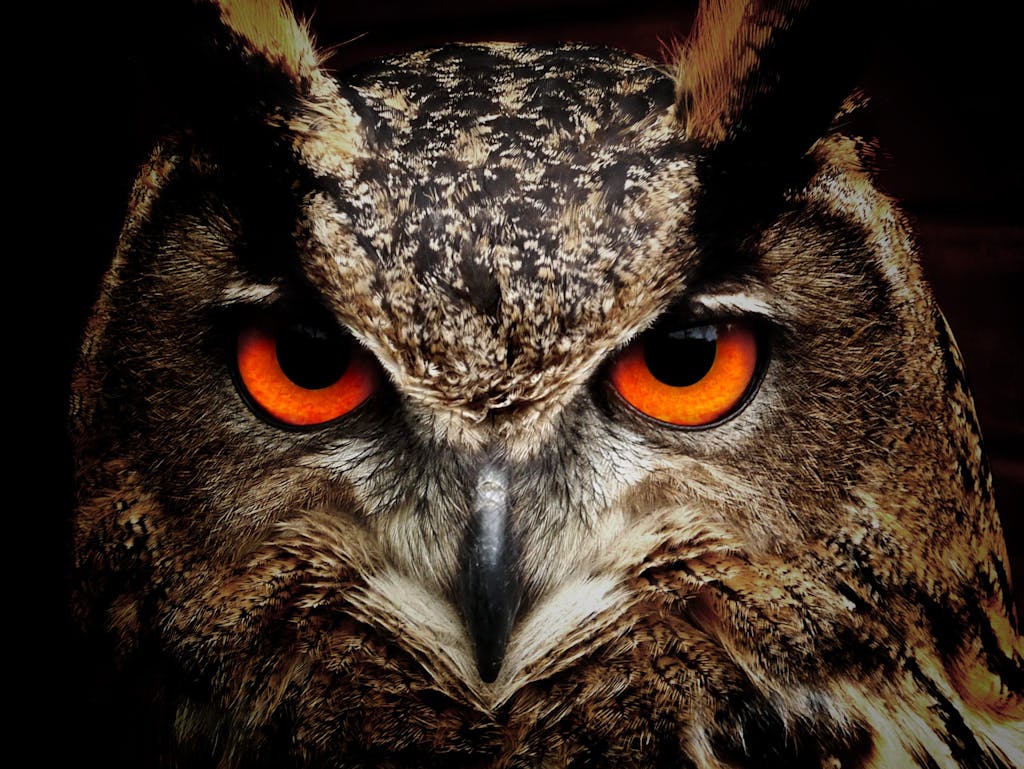 Intense close-up of an owl showcasing its vibrant orange eyes and detailed feathers.