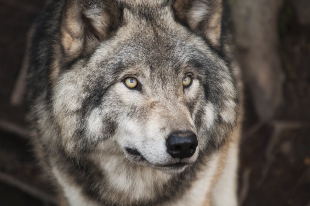 Majestic gray wolf with piercing eyes in a detailed wildlife portrait.