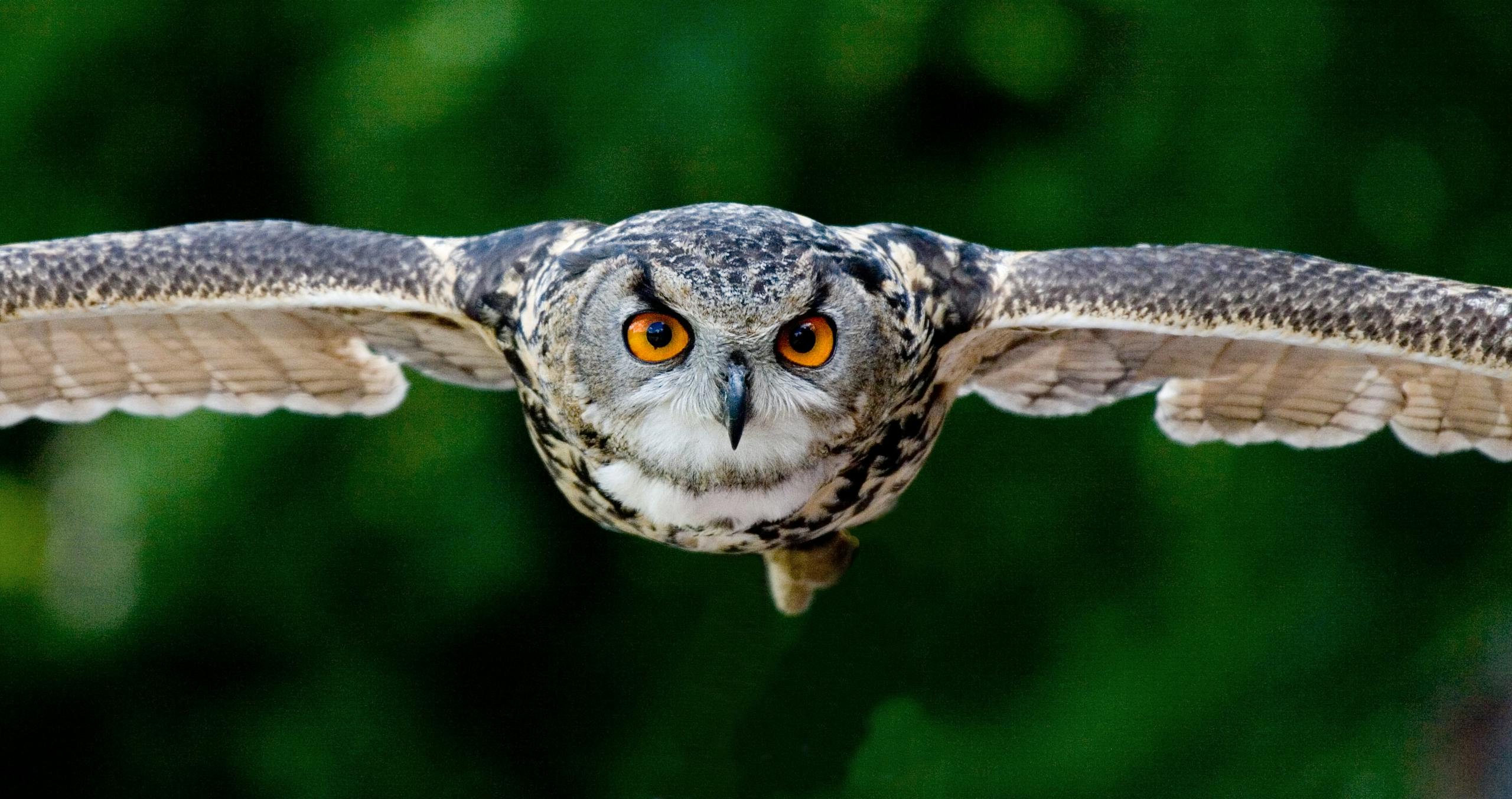 Majestic owl soaring; vivid eyes, detailed feathers captured in flight over lush green backdrop.