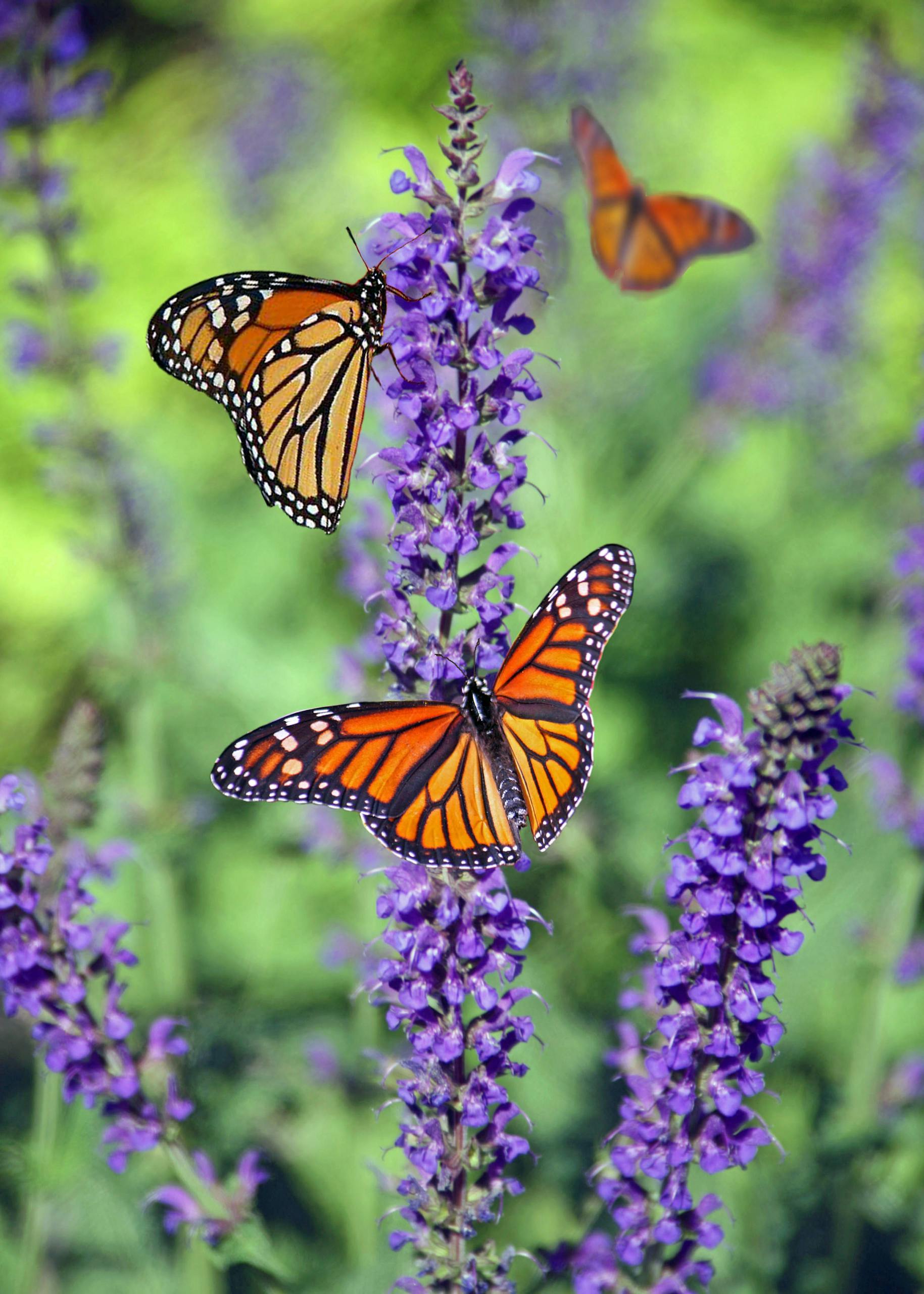 Monarch butterflies perched on purple lavender blooms on a sunny day.