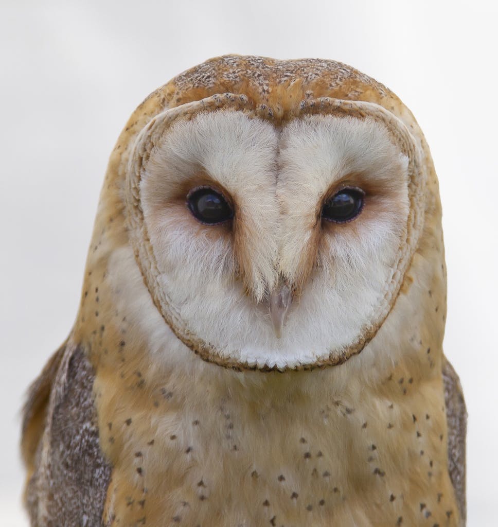 Stunning portrait of a barn owl showcasing its mesmerizing eyes and heart-shaped face.